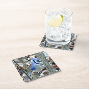 Beautiful Blue Jay Square Paper Coaster