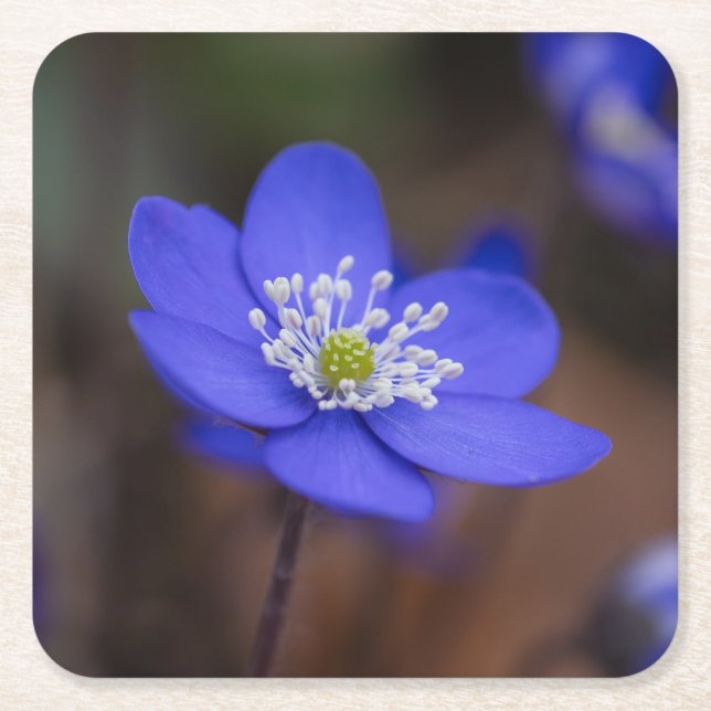 Beautiful Blue Liverworts Flower Square Paper Coaster (Front)