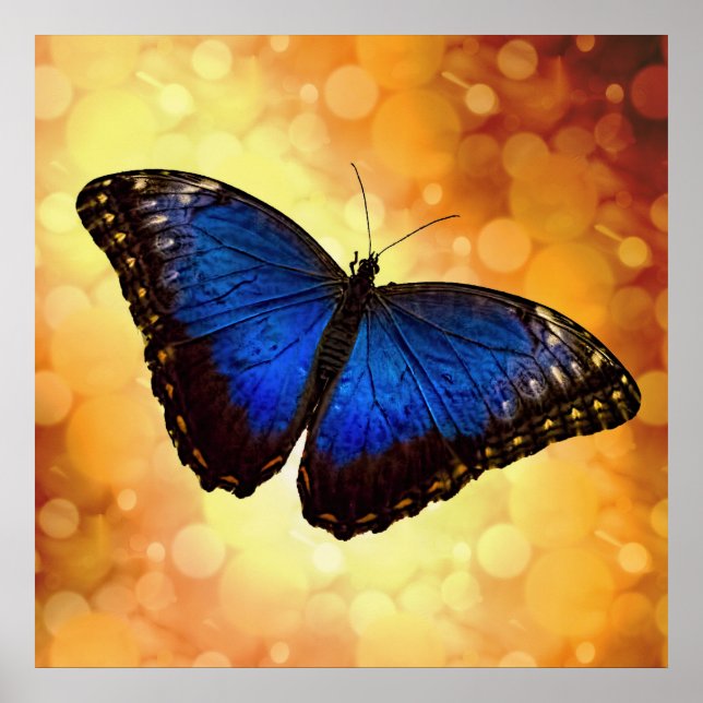 Beautiful Blue Morpho Butterfly Bokeh Poster (Front)