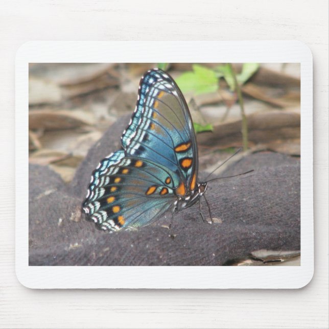 Beautiful Blue Orange and Black Butterfly. Mouse Pad (Front)