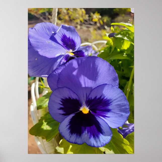 Beautiful Blue Pansy Flower Garden Poster (Front)