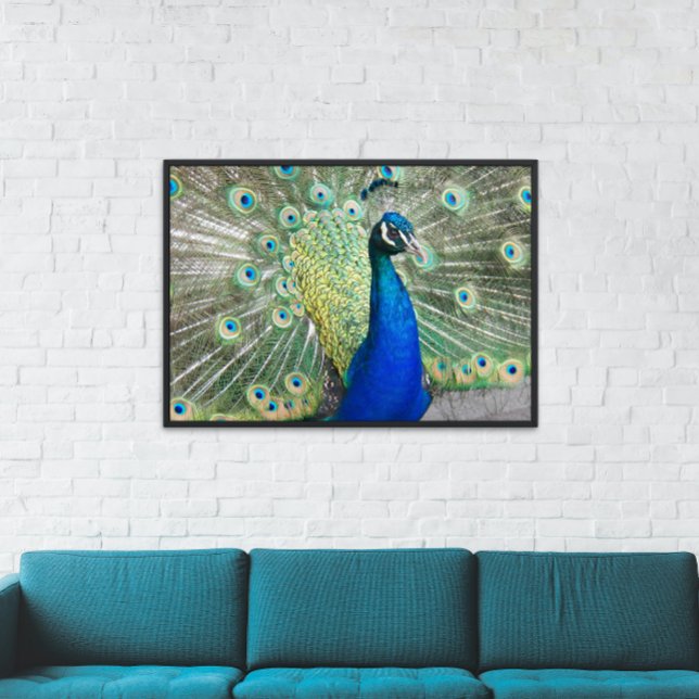 Beautiful Blue Peacock Feathers Photo Poster (In Situ)