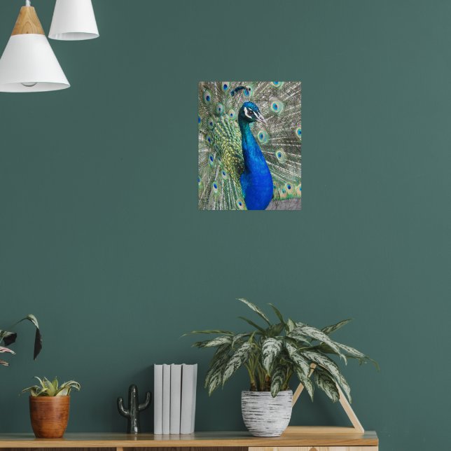 Beautiful Blue Peacock Feathers Poster (Living Room 1)