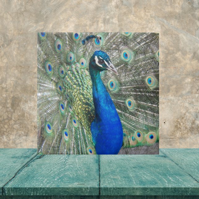 Beautiful Blue Peacock Feathers Tile (In Situ)