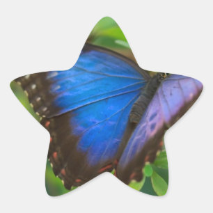 Beautiful Blue Purple and Black Butterfly Star Sticker