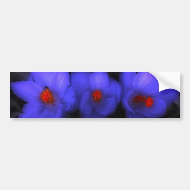 Beautiful Blue Purple Crocus Blooms Bumper Sticker (Front)