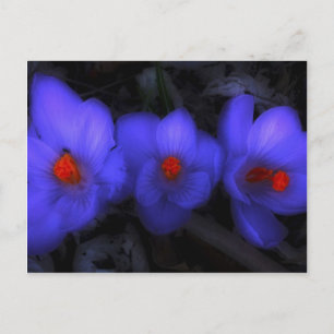 Beautiful Blue Purple Crocus Blooms Postcard
