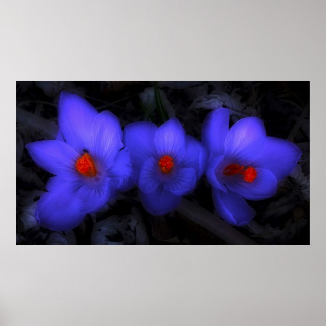 Beautiful Blue Purple Crocus Blooms Poster (Front)