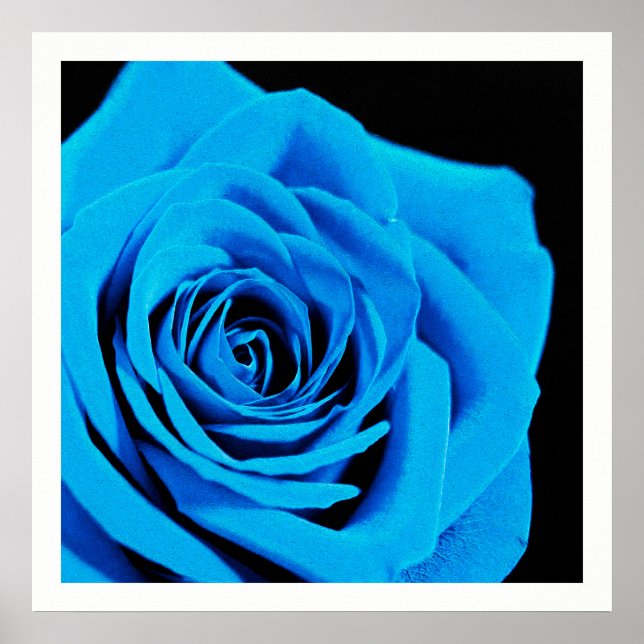 Beautiful blue rose poster (Front)