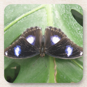 Beautiful Blue Spotted Butterfly Cork Coasters