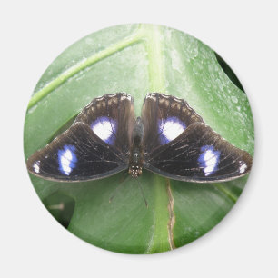 Beautiful Blue Spotted Butterfly Magnet