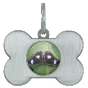 Beautiful Blue Spotted Butterfly Pet Tag
