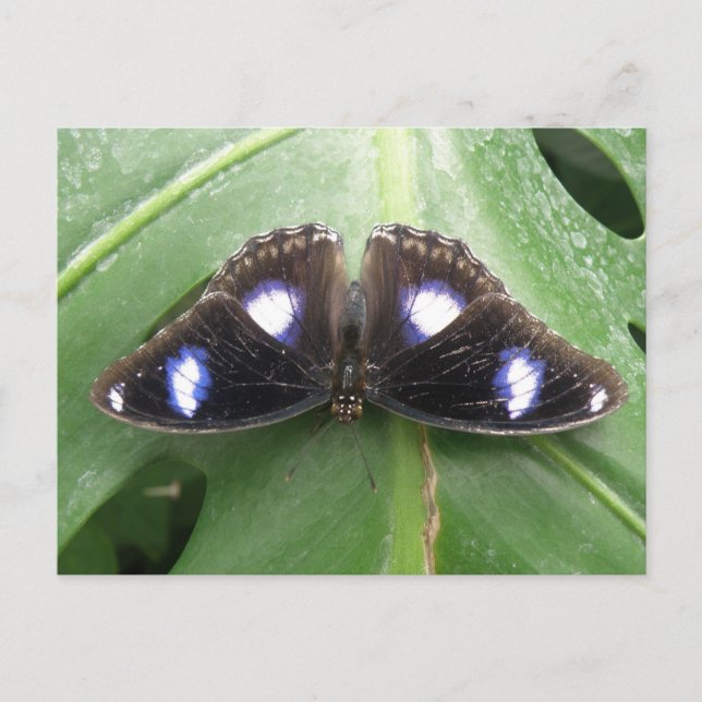 Beautiful Blue Spotted Butterfly Postcard (Front)
