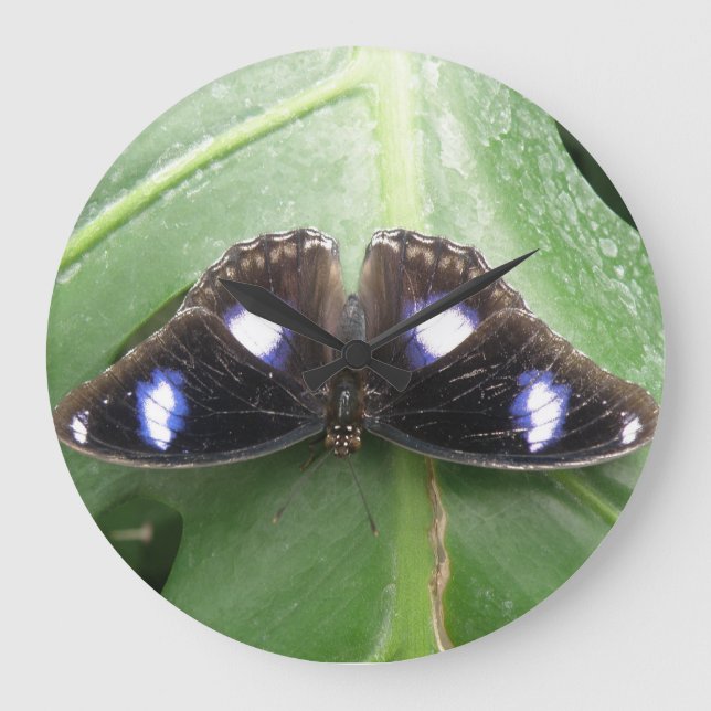 Beautiful Blue Spotted Butterfly Wall Clock (Front)