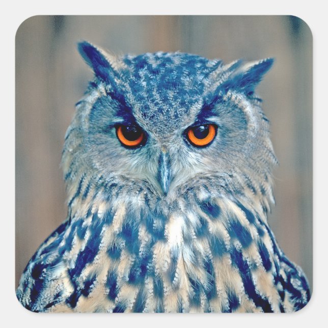 Beautiful Blue Uhu Raptor Owl Square Sticker (Front)