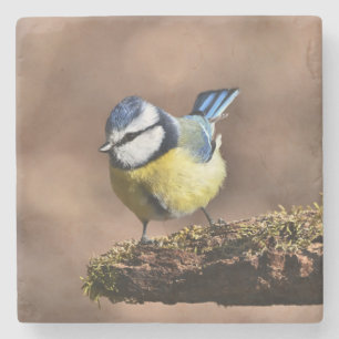 Beautiful Blue & Yellow Tit Bird on a Branch Stone Coaster
