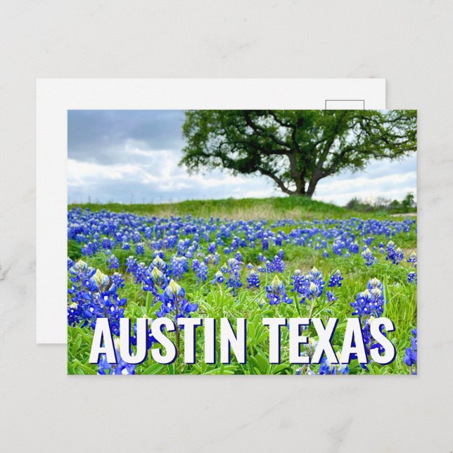 Beautiful Bluebonnets Austin Texas Photography Postcard (Front/Back)