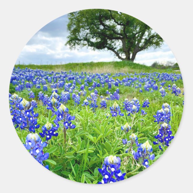 Beautiful Bluebonnets Texas Photography Classic Round Sticker (Front)