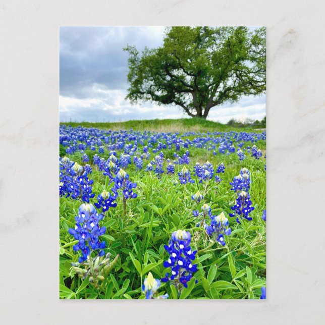 Beautiful Bluebonnets Texas Photography Postcard (Front)