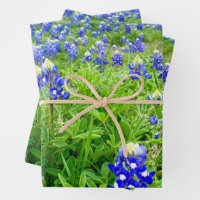 Beautiful Bluebonnets Texas Photography