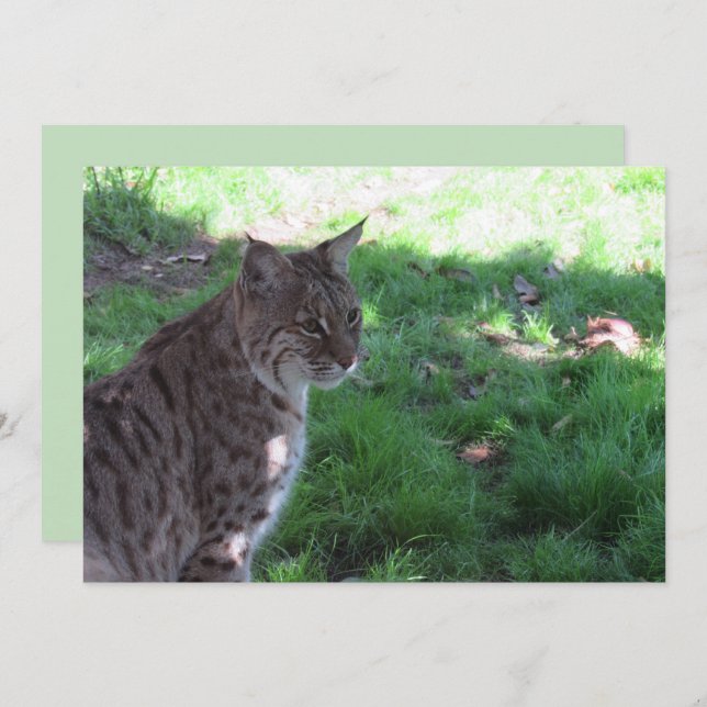 Beautiful Bobcat - Flat Card (Front/Back)