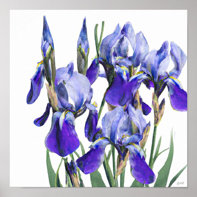 Beautiful Botanical Watercolor Blue Iris Flowers Poster (Front)