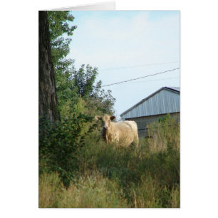 Beautiful Bovine