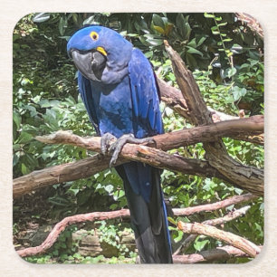 Beautiful Bright Blue Parrot Square Paper Coaster