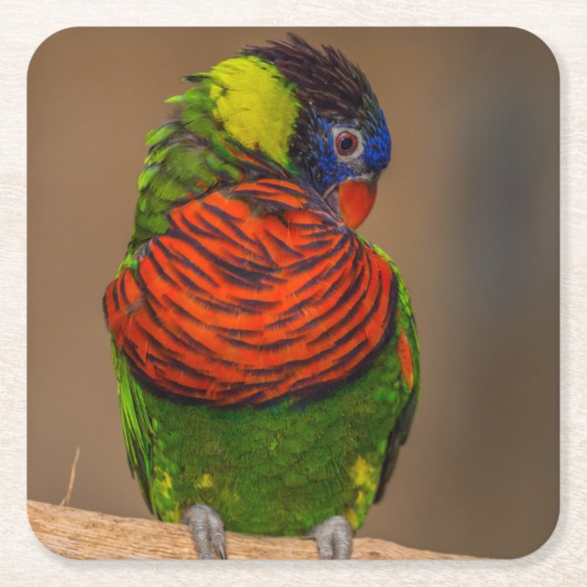 Beautiful Bright Colourful Parrot Square Paper Coaster (Front)