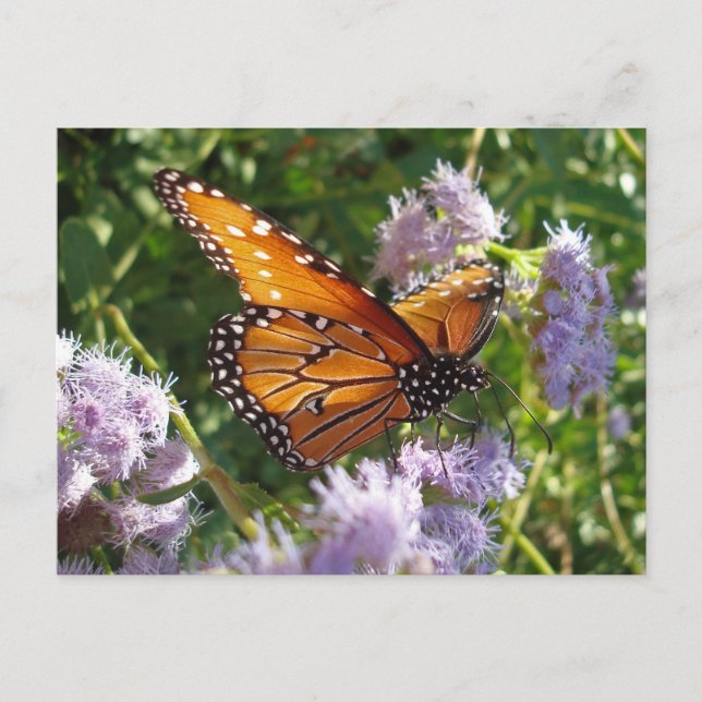 Beautiful Bright Orange Monarch Butterfly Photo Postcard (Front)