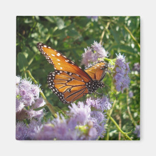 Beautiful Bright Orange Monarch Butterfly Resting Magnet