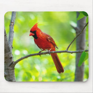 Beautiful Bright Red Cardinal in a Tree Mouse Pad