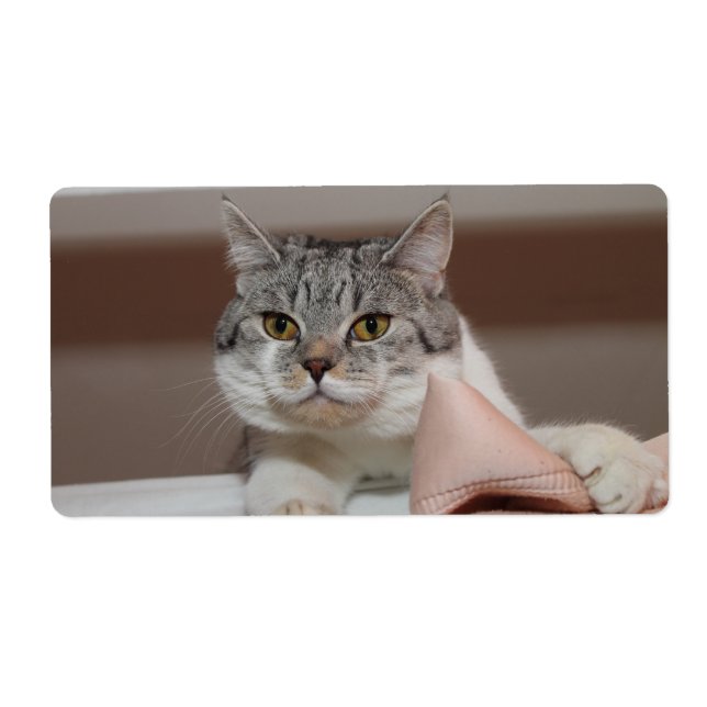 Beautiful British Shorthair Tomcat (Front)