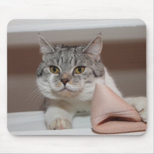 Beautiful British Shorthair Tomcat Mouse Pad