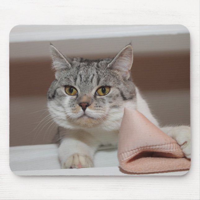 Beautiful British Shorthair Tomcat Mouse Pad (Front)