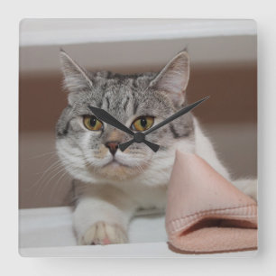 Beautiful British Shorthair Tomcat Square Wall Clock