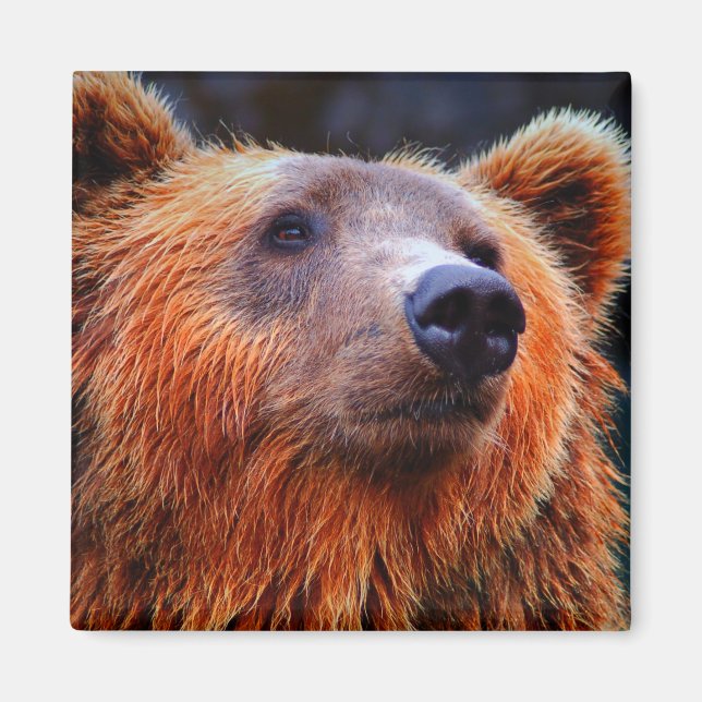 Beautiful Brown Bear Portrait Wildlife Photo Magnet (Front)