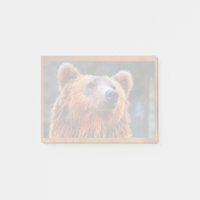 Beautiful Brown Bear Portrait Wildlife Photo