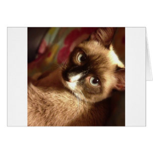 Beautiful Brown Cat