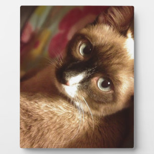 Beautiful Brown Cat Plaque