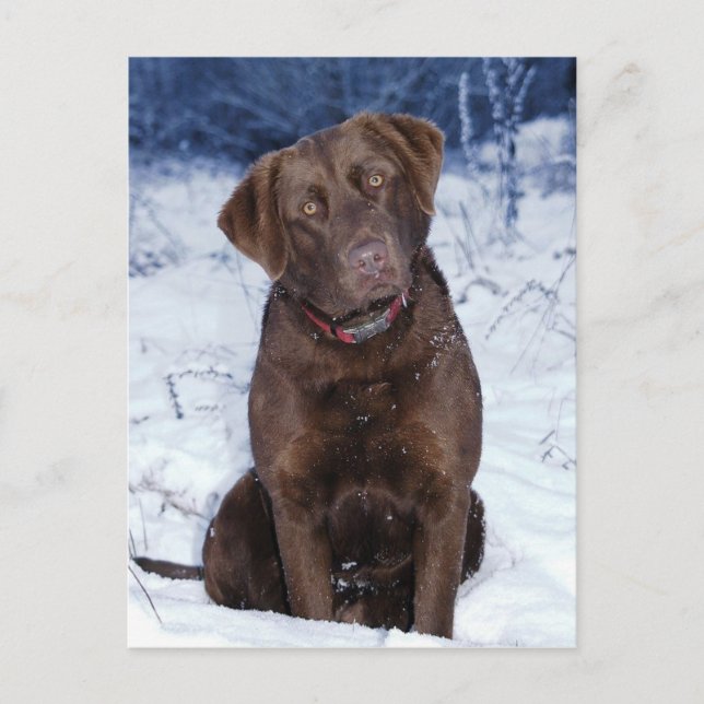 Beautiful Brown Dog Design Postcard (Front)