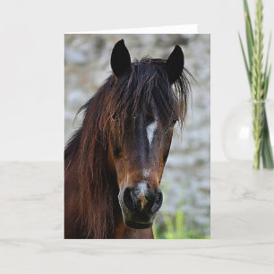 Beautiful Brown Horse Card