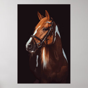 Beautiful Brown Paint Horse Portrait Photo Poster