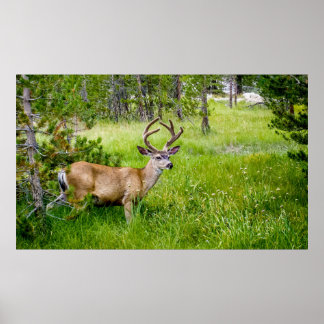 Beautiful Buck in the Meadow Poster