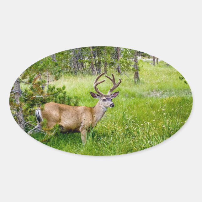 Beautiful Buck in the Meadow Sticker (Front)