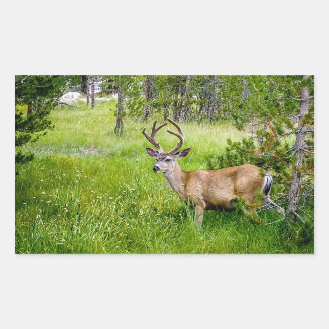 Beautiful Buck in the Meadow Sticker (Front)