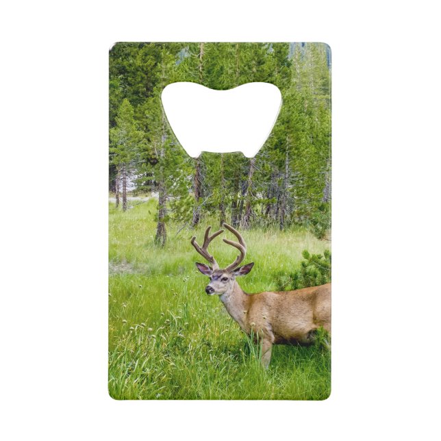 Beautiful Buck... Stainless Steel Bottle Opener (Front)