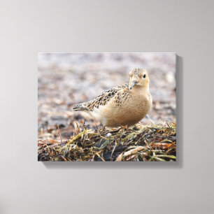 Beautiful Buff-Breasted Sandpiper at the Beach Canvas Print