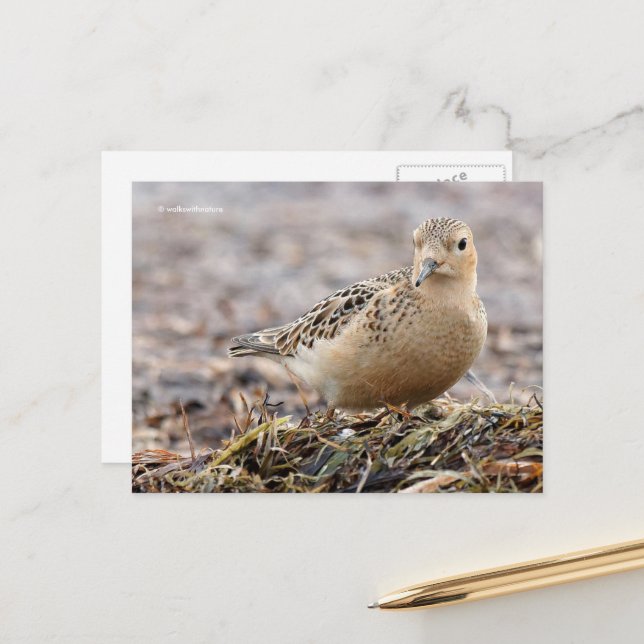 Beautiful Buff-Breasted Sandpiper at the Beach Postcard (Front/Back In Situ)