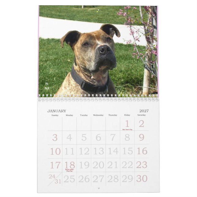 Beautiful Bullys 2011 Dog Calendar (Jan 2027)